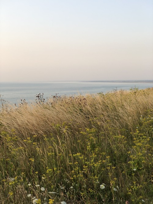 Image sea, grasses, vegetation, natural environment, plant community