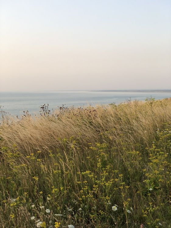 sea, grasses, vegetation, natural environment, plant community