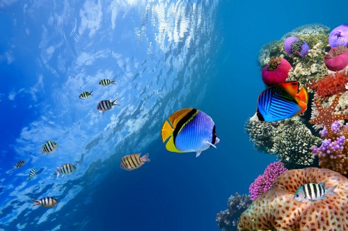 Image man in blue and white striped shirt with blue and yellow fish in water