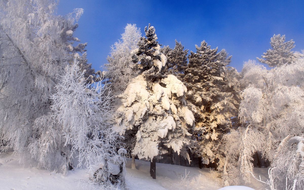 Arbres Blancs Couverts de Neige Pendant la Journée. Wallpaper in 2880x1800 Resolution