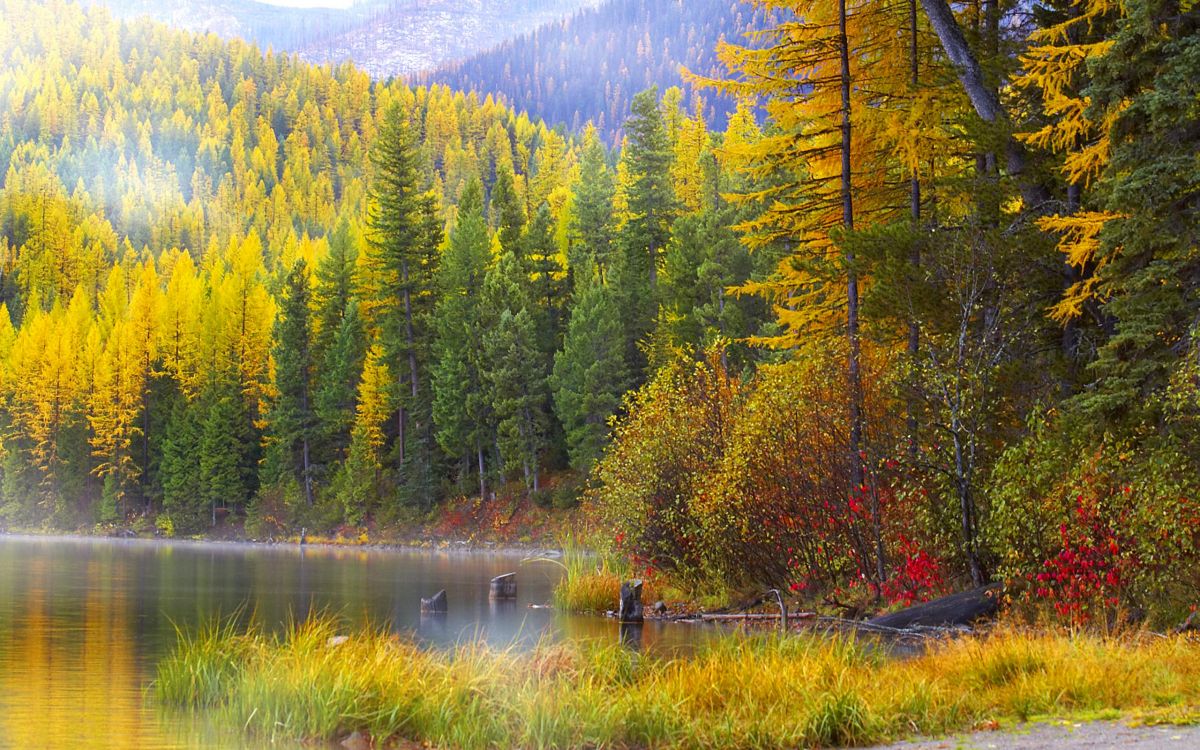 green and brown trees beside lake during daytime