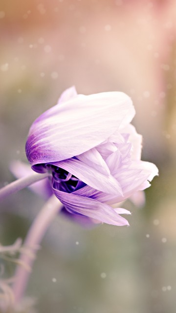 Image purple flower in tilt shift lens