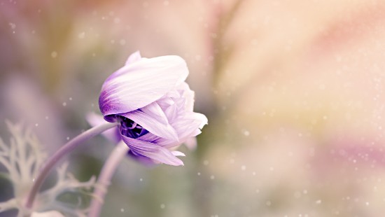 Image purple flower in tilt shift lens