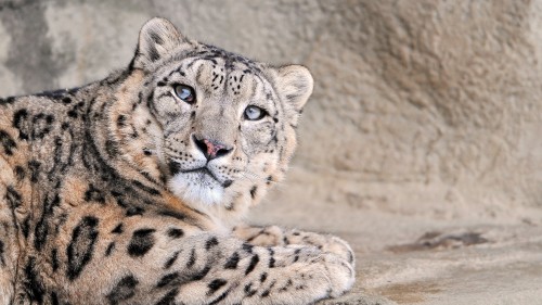 Image brown and black leopard lying on ground