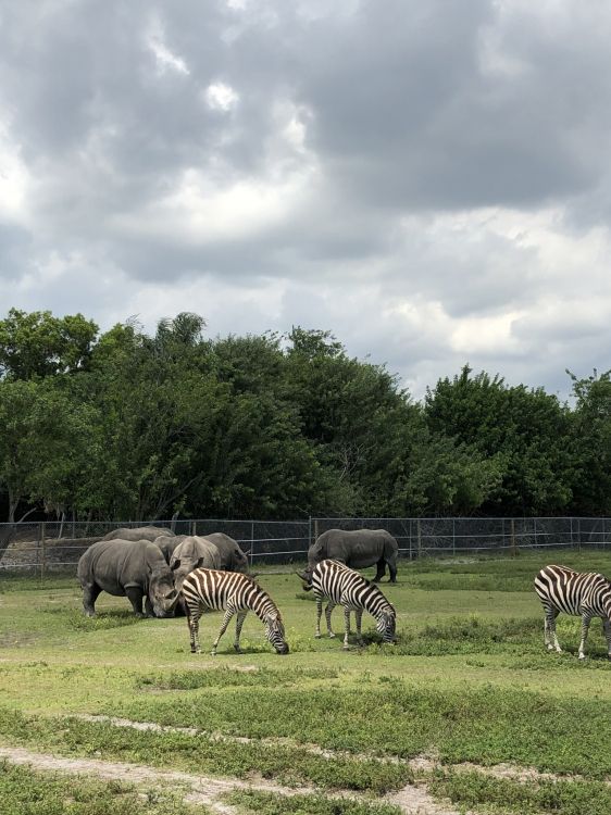 Grünland, Naturschutzgebiet, Zebra, Naturlandschaft, Weiden. Wallpaper in 1536x2048 Resolution