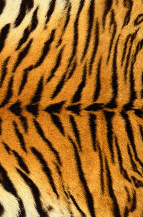 Image brown and black tiger textile