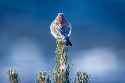 Image red and gray bird perched on green plant