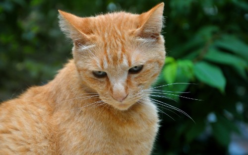 Image orange tabby cat in close up photography