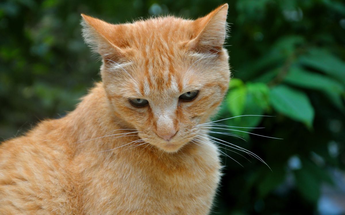 orange tabby cat in close up photography