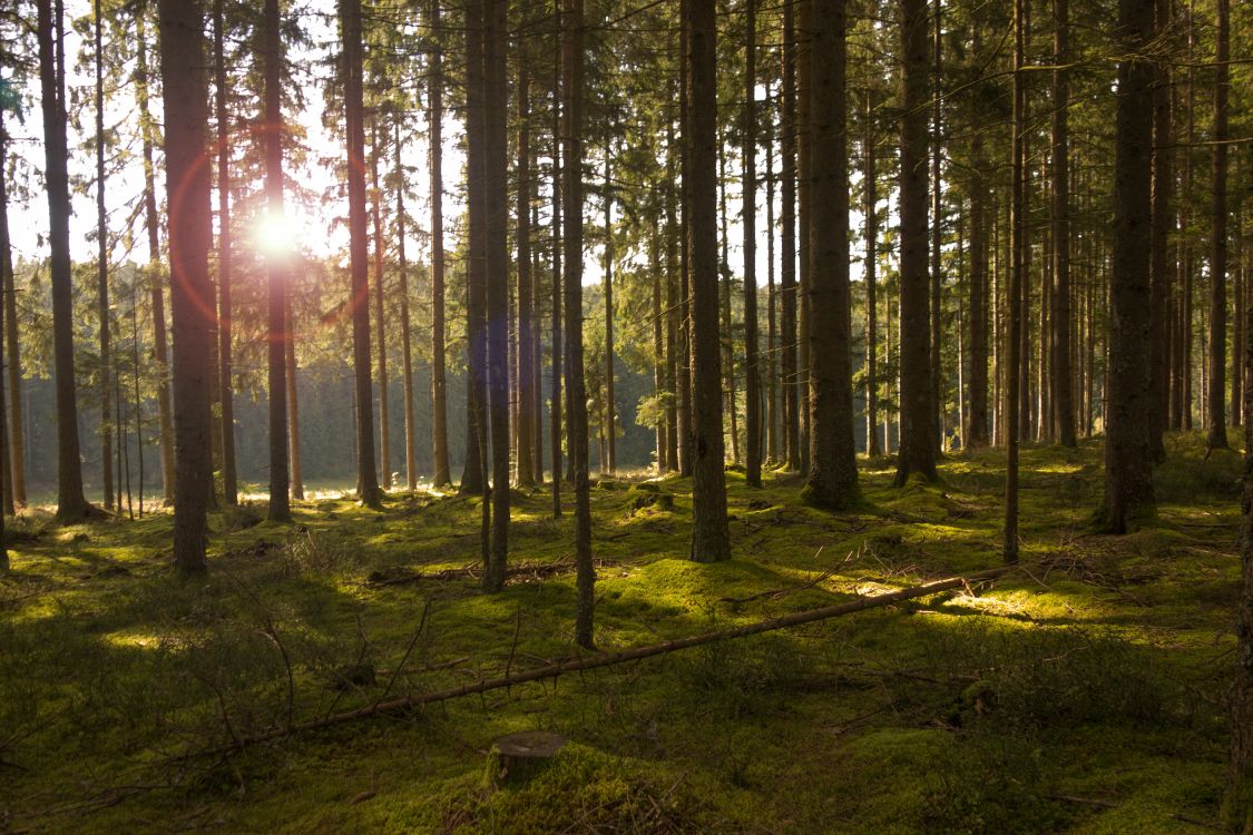 green trees on green grass field during daytime