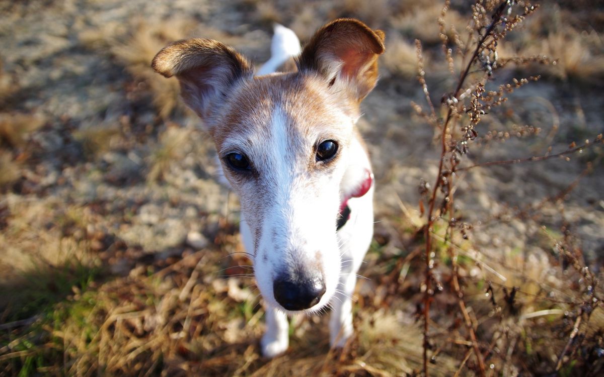 white and brown short coated dog