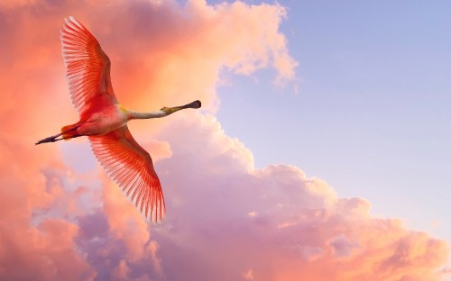 Image pink bird flying under blue sky during daytime