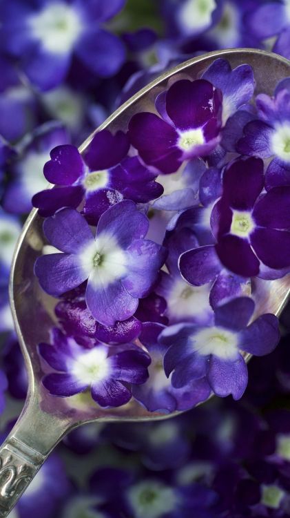 flower, blue, purple, white, colored