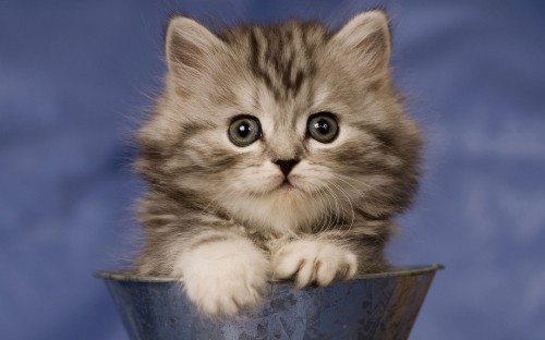 Image brown tabby kitten in blue plastic bucket