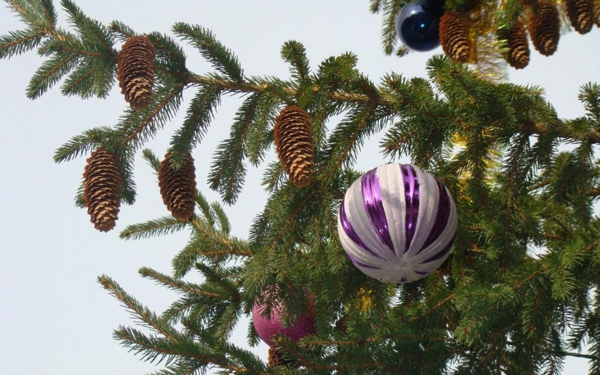 Arbre de Noël, Nouvelle Année, Décoration de Noël, Sapin, Famille Des Pins. Wallpaper in 1920x1200 Resolution