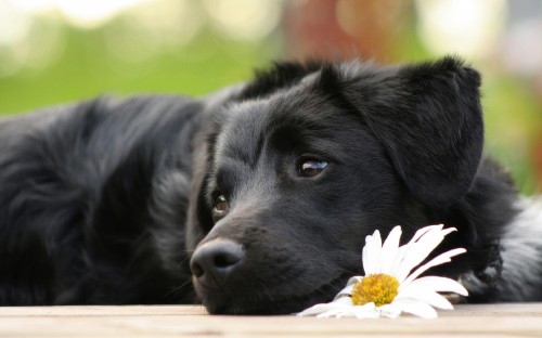 Image black labrador retriever puppy lying on white and yellow flower