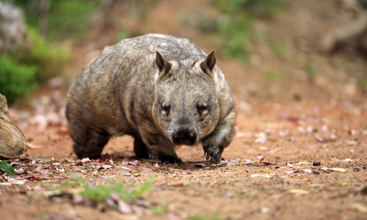 Wombat au Nez Poilu du Sud, Wombat Commun, Wombat à Nez Poilu du Nord, Pour Les Animaux Terrestres, Wombat. Wallpaper in 2000x1200 Resolution