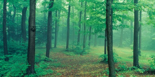 Image green trees on brown grass field during daytime