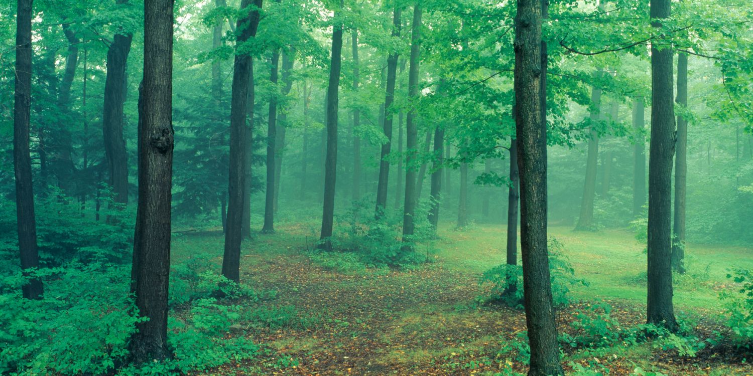 green trees on brown grass field during daytime