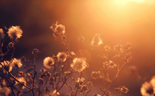 Image yellow flowers during golden hour