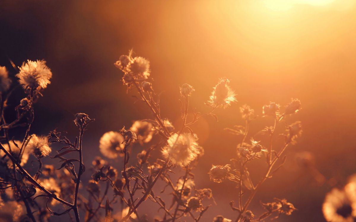 yellow flowers during golden hour