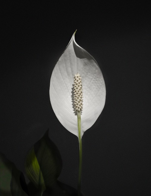 Image white flower with yellow stigma