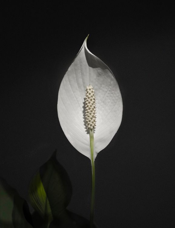 white flower with yellow stigma