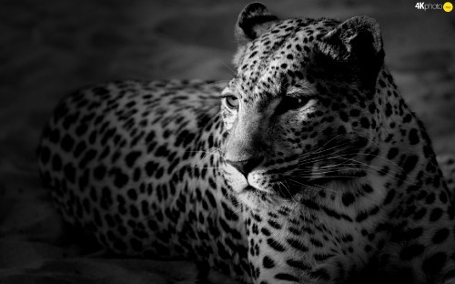 Image grayscale photo of cheetah lying on ground