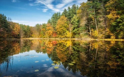 Image green trees beside river under blue sky during daytime