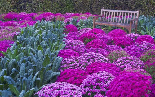 Image purple and pink flower field