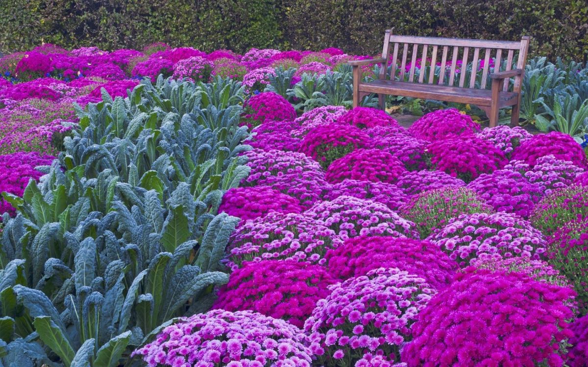 purple and pink flower field