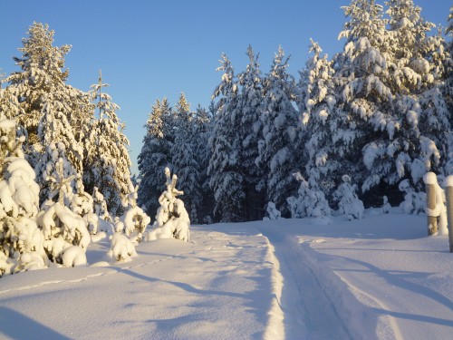 Image white dog on snow covered ground during daytime