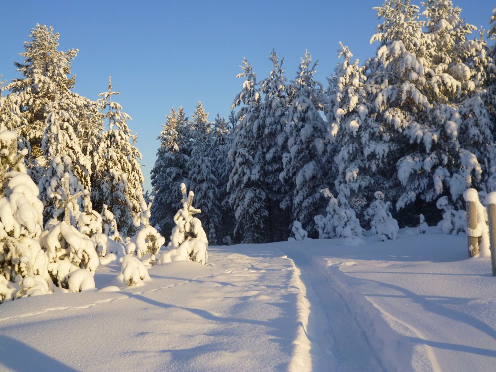 white dog on snow covered ground during daytime