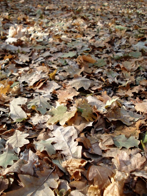 Image brown and white leaves on ground