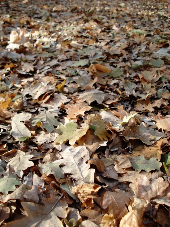 brown and white leaves on ground