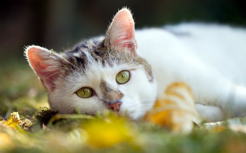 Image white and black cat on green textile