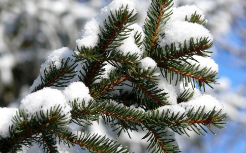 Image snow covered tree during daytime