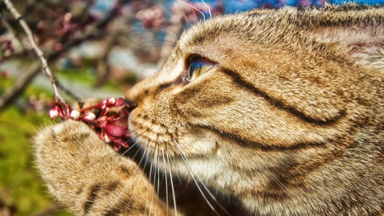 brown tabby cat eating red fruit