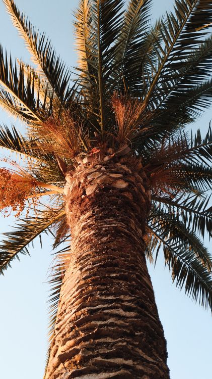 Borassus Flabellifer, Ciel, Plantes Ligneuses, Feuille, Attalea Speciosa. Wallpaper in 2250x4000 Resolution