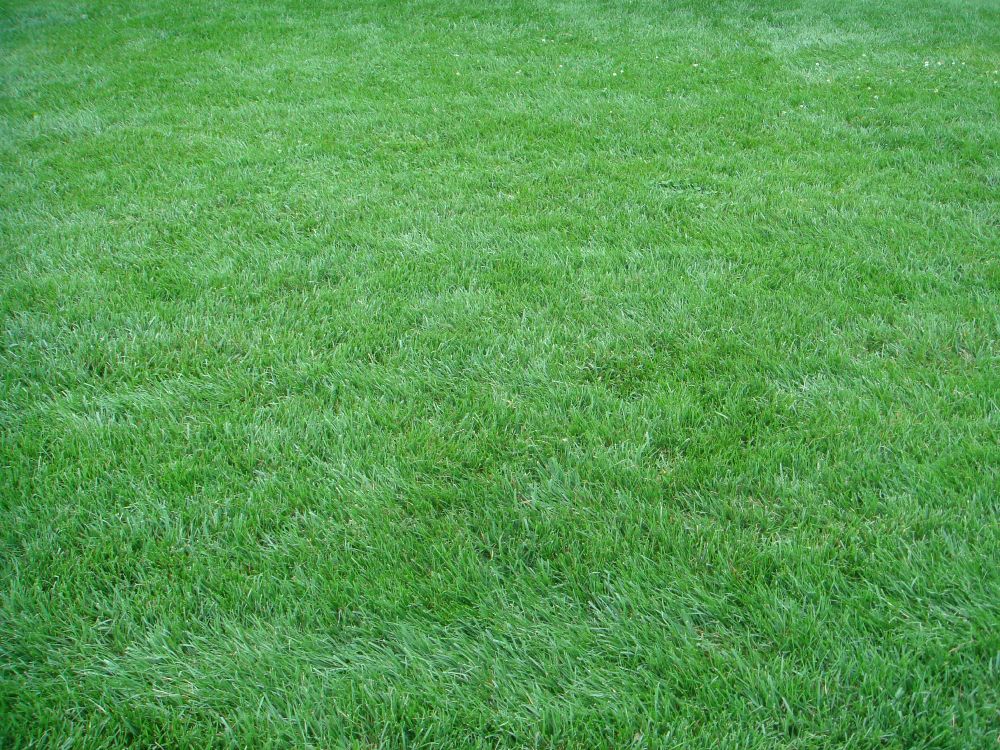 Green Grass Field During Daytime. Wallpaper in 3072x2304 Resolution