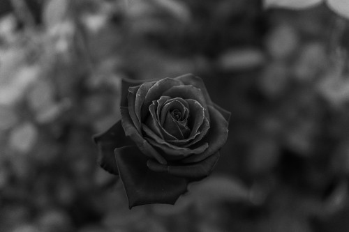 Image grayscale photo of rose flower