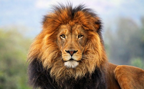 Image brown lion on green grass during daytime