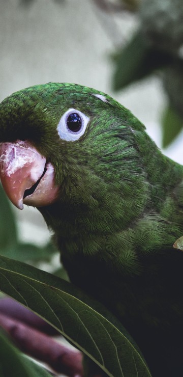 Image green bird on tree branch