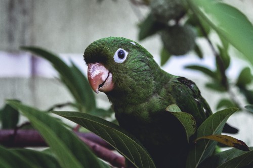 Image green bird on tree branch