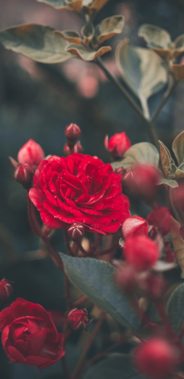 Image red roses in bloom during daytime
