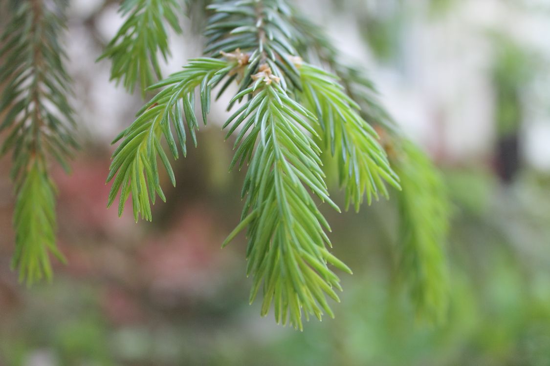 Grünes Blatt in Nahaufnahme. Wallpaper in 4272x2848 Resolution