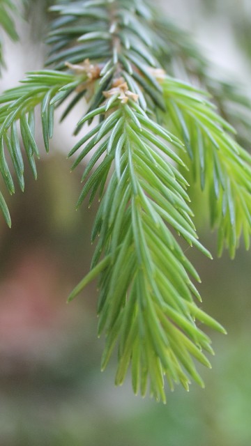 Image green leaf in close up photography