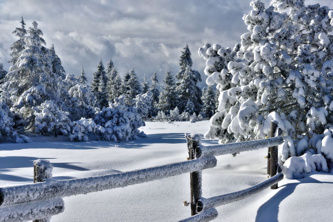 Árboles Cubiertos de Nieve Bajo el Cielo Nublado Durante el Día. Wallpaper in 5721x3825 Resolution