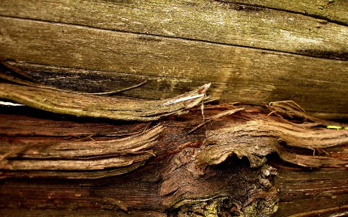 Image brown dried leaves on brown wooden surface