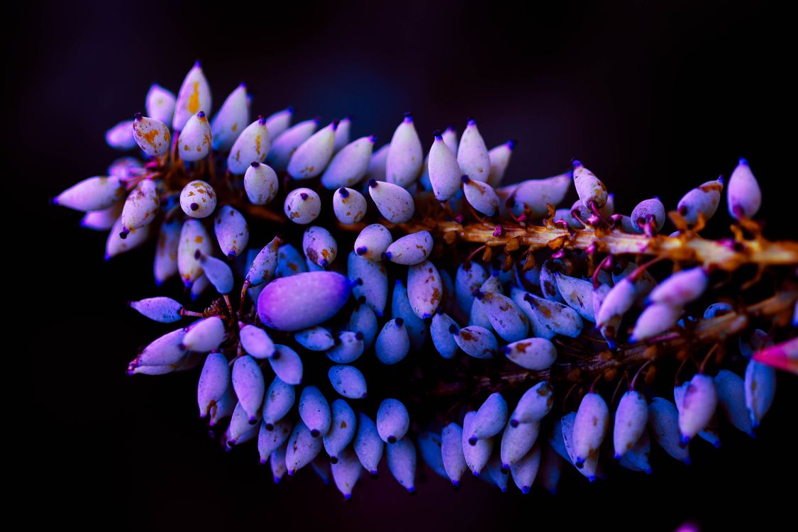 Flores Moradas en Lente de Cambio de Inclinación. Wallpaper in 6000x4000 Resolution